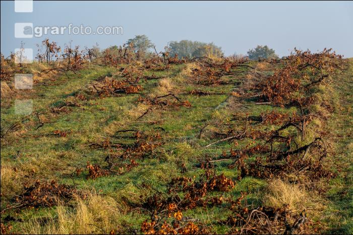 Weingärten im Oktober 15