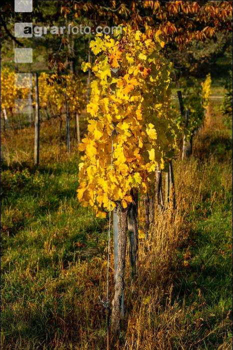 Weingärten im Oktober 14