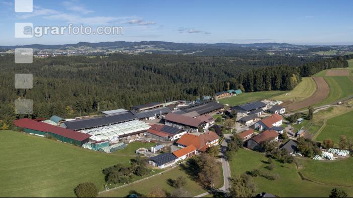 Großer Milchviehbetrieb 1