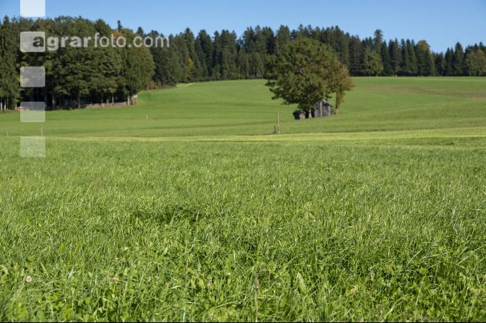 Dauerwiese im Oktober 18