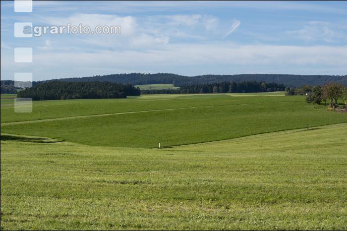 Dauerwiese im Oktober 6