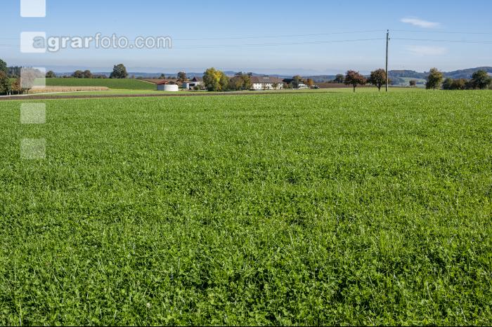 Dauerwiese Oktober 1