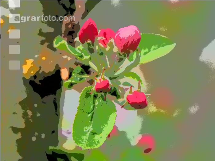 Apfelblüte Comic 8