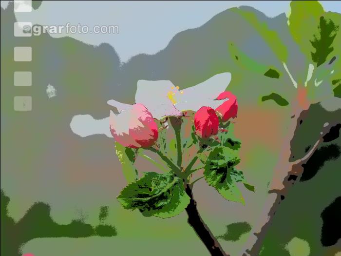 Apfelblüte Comic 5