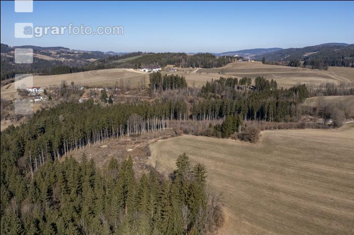 Trockenheit März Wald 6
