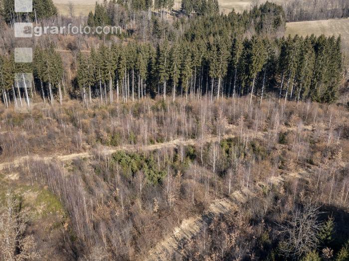 Trockenheit März Wald 4