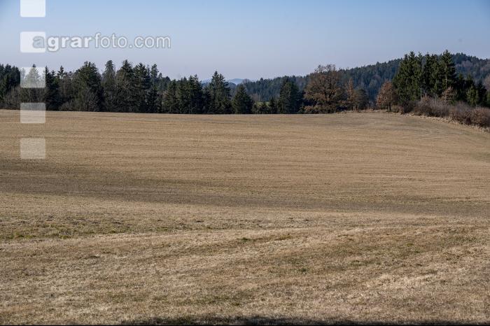 Trockenheit  März Wiese 14