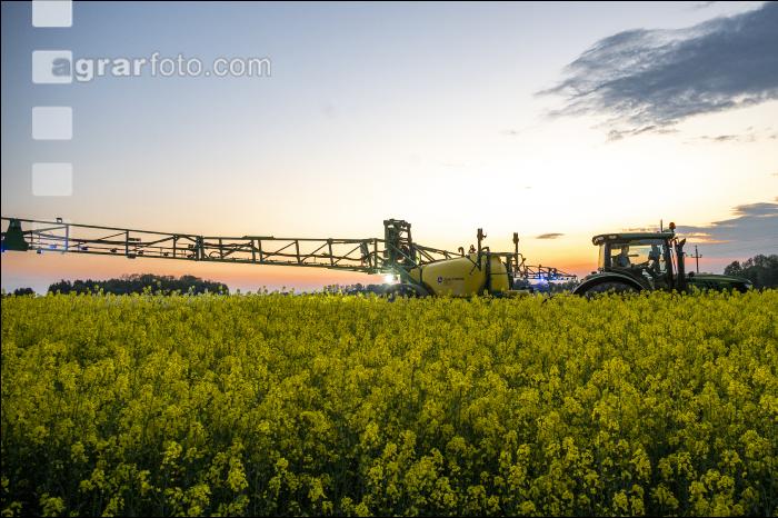 Raps Blütenspritzung 162