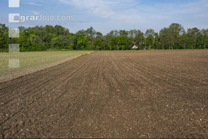 Mais 1 Blatt 21