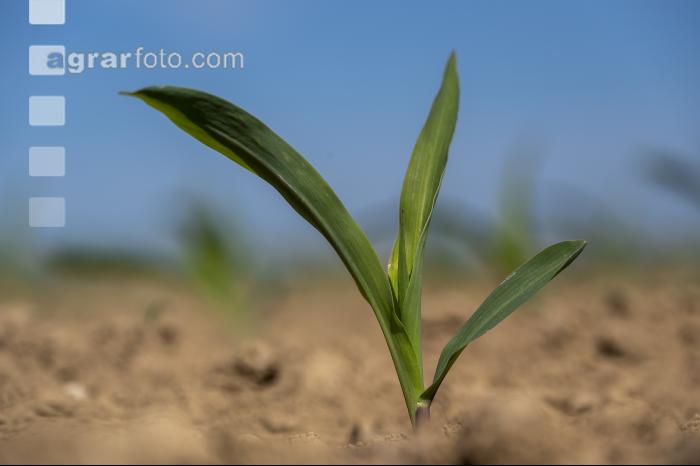 Mais 3 Blatt 50