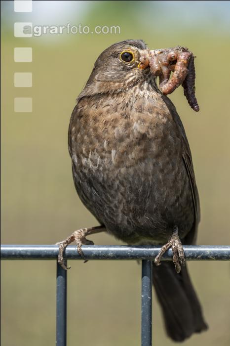 Amsel mit Wurm 2