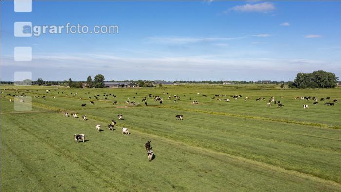 Polder Niederlande 13