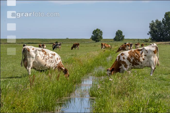 Red Holstein Herde 25
