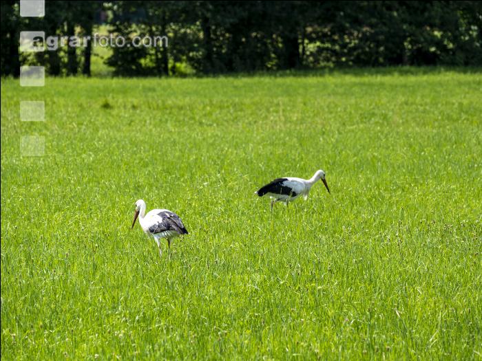 Störche auf Dauerwiese 4