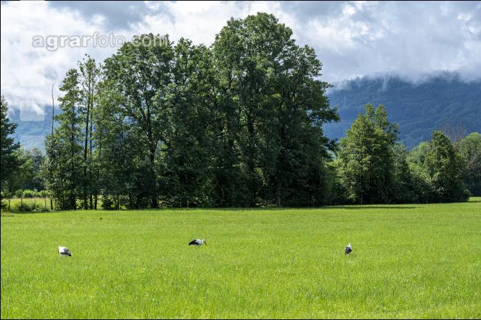 Störche auf Dauerwiese 3