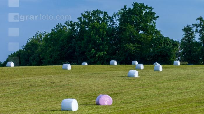 Grassilage Ballen 43